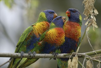 Rainbow Lory with youngs, Australia (Trichoglossus haematodus moluccanus)