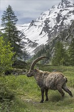 Male Alpine ibex (Capra ibex) foraging in the Valsavarenche valley in the Graian Alps in spring,