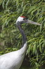 Red-crowned crane (Grus japonensis), Japanese crane, Manchurian crane native to Siberia and