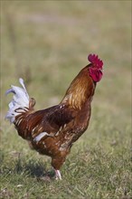 Domestic chicken (Gallus gallus domesticus), free range rooster, cock in grassland