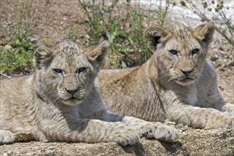 Two African lion (Panthera leo) cubs resting on rock ledge