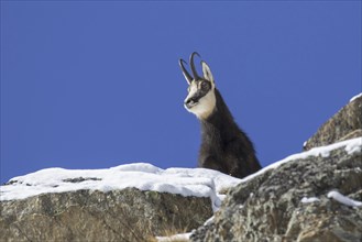 Chamois (Rupicapra rupicapra) close-up portrait of male on rock in winter in the European Alps