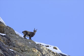 Alpine ibex (Capra ibex) female foraging on mountain slope in winter in the Gran Paradiso National