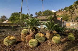 Cactusses. Ciudad Velha. Cidade Velha. Santiago. Cabo Verde. Africa