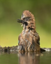 Jay (Garrulus glandarius) bathing at a drinking trough, sitting in the water, Kiskunsag National