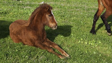 Foal, lying brown clene horse, green meadow, Madonie National Park, spring, Sicily, Italy, Europe