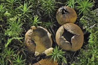 Common earthball fungus, Pigskin poison puffball (Scleroderma citrinum) (Scleroderma aurantium) on