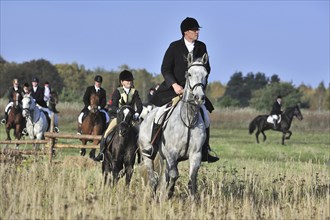 Hunters on horseback follow an artificial scent during drag, trail hunting in autumn, an