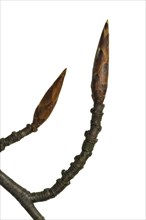 European beech (Fagus sylvatica), Common beech close up of twig with buds against white background