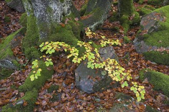 Common beech (Fagus sylvatica) tree leaves in autumn colours on the forest floor in woodland