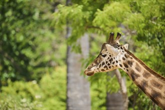 Reticulated giraffe (Giraffa camelopardalis reticulata), portrait, captive, distribution africa