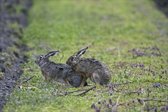 European hares (Lepus europaeus) mating in field, Germany, Europe