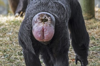 Female common chimpanzee (Pan troglodytes), chimp close-up of red coloured sexual swelling, genital