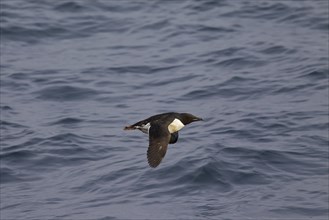 Thick-billed murre (Uria lomvia), Brünnich's guillemot in flight above sea water, native to the