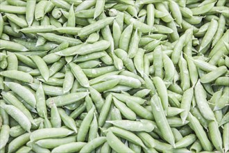 Freshly picked selection of organic green beans on display at the farmers market