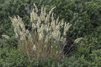 European marram grass (Ammophila arenaria), European beachgrass growing among common gorse (Ulex