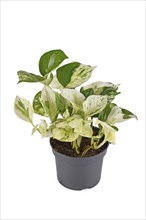 Cream white and green colored Manjula' pothos houseplant in flower pot on white background