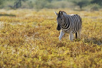 Burchells zebra (Equus quagga burchellii) walking through yellow grassland. Etosha National Park,