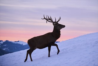 Red deer (Cervus elaphus) stag on a snowy meadow in the mountains in tirol at sunset, Kitzbühel,