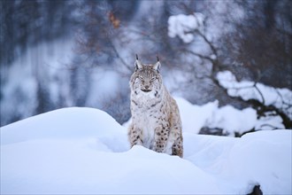 Eurasian lynx (Lynx lynx) sitting in the snow, Wildpark Aurach, Kitzbühl, Tirol, Austria, Europe