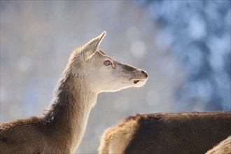 Red deer (Cervus elaphus) hind, portrait, in the mountains in tirol, snow, Kitzbühel, Wildpark