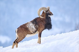 European mouflon (Ovis aries musimon) ram on a snowy meadow in the mountains in tirol, Kitzbühel,