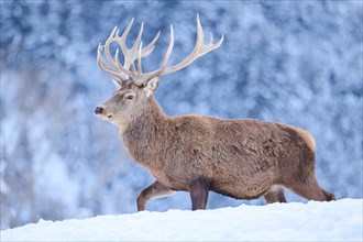 Red deer (Cervus elaphus) stag on a snowy meadow in the mountains in tirol, Kitzbühel, Wildpark