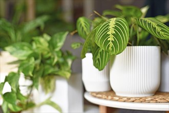 Tropical houseplant called 'Maranta Leuconeura Lemon Lime' in flower pot on table with copy space