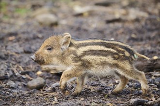 Wild boar (Sus scrofa) squeaker in a forest, Bavaria, Germany Europe