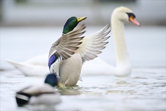 Wild duck (Anas platyrhynchos) male on a lake, Bavaria, Germany Europe