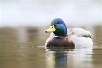 Wild duck (Anas platyrhynchos), male swimming on a lake, Bavaria, Germany Europe