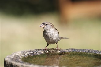 Close-up, house sparrow (Passer domesticus), female, songbird, feathers, beak, bird bath, water,