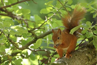 Eurasian red squirrel (Sciurus vulgaris), feeding in an apple tree in the garden, North