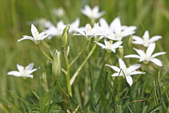 Umbelliferous Milk Star, Star of Bethlehem (Ornithogalum umbellatum), flower, neophyte, poisonous