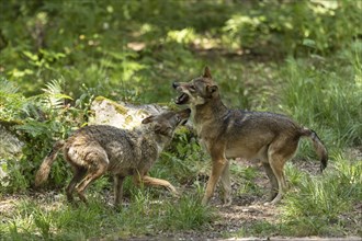 European gray wolf (Canis lupus) Pack behaviour, ranking, Germany, Europe