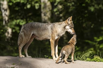 European gray wolf (Canis lupus) alpha wolf with pup, Germany, Europe