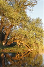 Willow trees on the bank in spring on the Peene, evening light, Peene Valley River Landscape nature