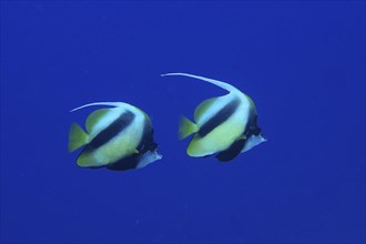 Pair of Red Sea bannerfish (Heniochus intermedius) in front of a monochrome blue background,