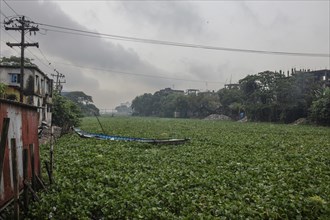 Aquatic plants on a channel of the Buriganga River, Tel Ghat, Dhaka, Bangladesh, Asia