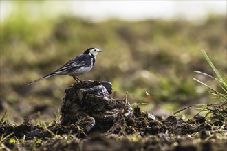 White Wagtail (Motacilla alba) bird in environment