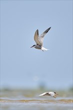 Elegant tern (Thalasseus elegans) flying in the sky above the sea, hunting, ebro delta, Catalonia,