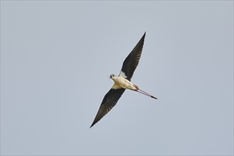 Black-winged stilt (Himantopus himantopus) flying in the sky, ebro delta, Catalonia, Spain, Europe