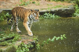 Siberian tiger (Panthera tigris altaica) waking on the waters edge, rainy, cat, captive, Germany,