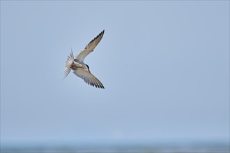 Elegant tern (Thalasseus elegans) flying in the sky above the sea, hunting, ebro delta, Catalonia,