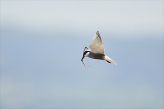 Whiskered tern (Chlidonias hybrida) flying in the sky, hunting, ebro delta, Catalonia, Spain,