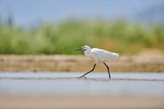 Little egret (Egretta garzetta) walking at the shore, hunting, sea, ebro delta, Catalonia, Spain,