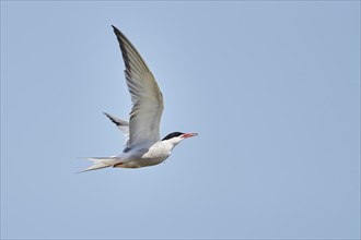 Elegant tern (Thalasseus elegans) flying in the sky above the sea, hunting, ebro delta, Catalonia,