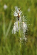 Cottongrass (Eriophorum), close-up, Radolfzell, Lake Constance, Baden-Württemberg, Germany, Europe