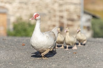 White duck female followed by her chicks on farm. Aubrac, France, Europe