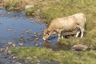 Aubrac cow going to drink in a river in times of drought. Aubrac, France, Europe